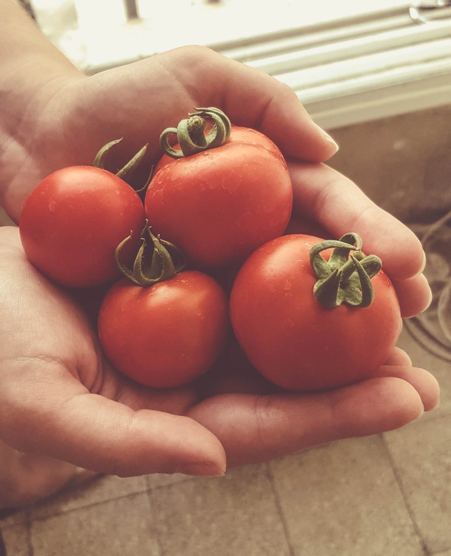 Vamos plantar tomates?